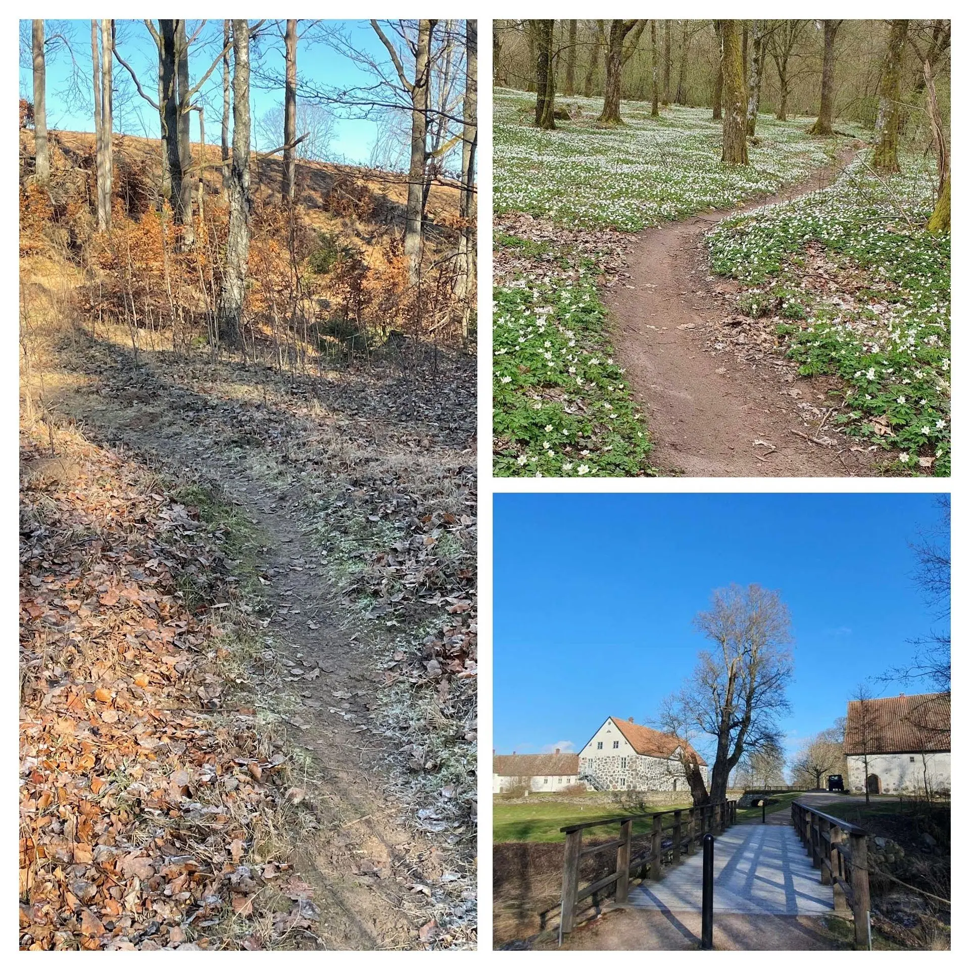 Terrängbilder från flowiga stigar och vitsippor i Hovdala